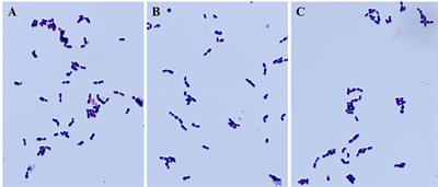 Novel virulence factor Cba induces antibody-dependent enhancement (ADE) of Streptococcus suis Serotype 9 infection in a mouse model